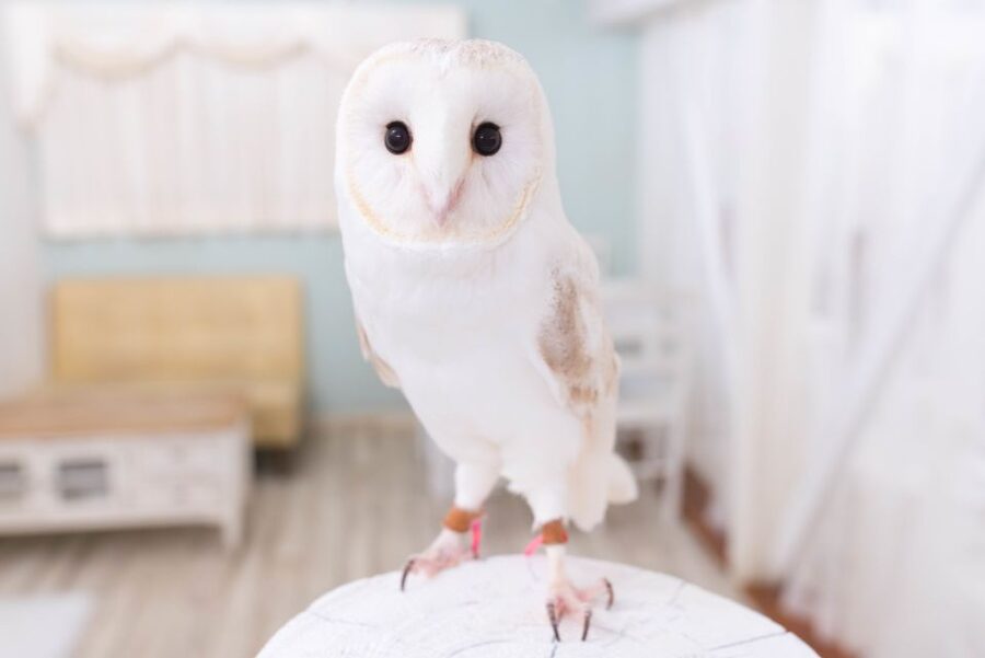Owl Cafe Tokyo Akiba Fukurou - Entering Akihabara’s Owl Café: more than a name