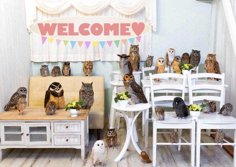 Owl Cafe Tokyo Akiba Fukurou - Your reserved 50-minute owl session: quiet, guided, close
