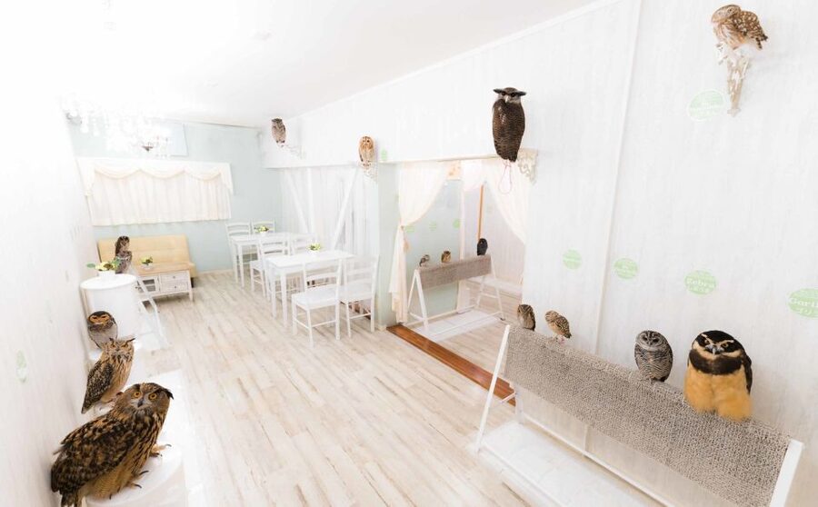 Owl Cafe Tokyo Akiba Fukurou - Touch and hold: how the handling works in real life