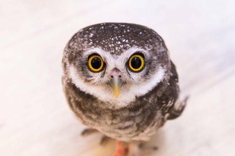 Owl Cafe Tokyo Akiba Fukurou - Photo time and souvenirs: what you get (and how to get good shots)