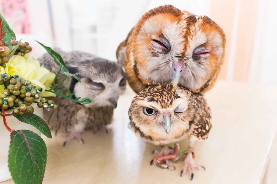 Owl Cafe Tokyo Akiba Fukurou - Welfare rules you’ll actually follow (and why that matters)