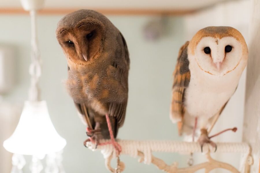 Owl Cafe Tokyo Akiba Fukurou - Price and value: is $35 worth a 50-minute owl meet?