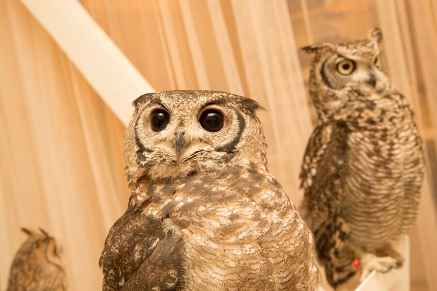 Owl Cafe Tokyo Akiba Fukurou - Who this fits best (and who should skip it)