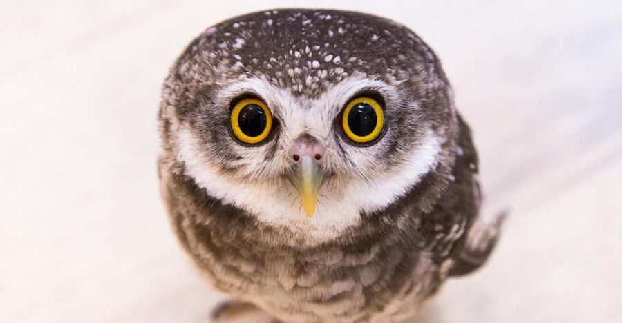 Owl Cafe Tokyo Akiba Fukurou - Finding the Owl Café: where you’ll check in