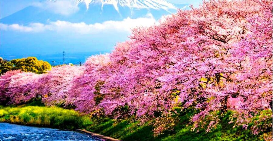 Private Mount Fuji sightseeing Day trip with English Guide - Oshino Hakkai: Ponds, Traditions, and Fast Photo Wins