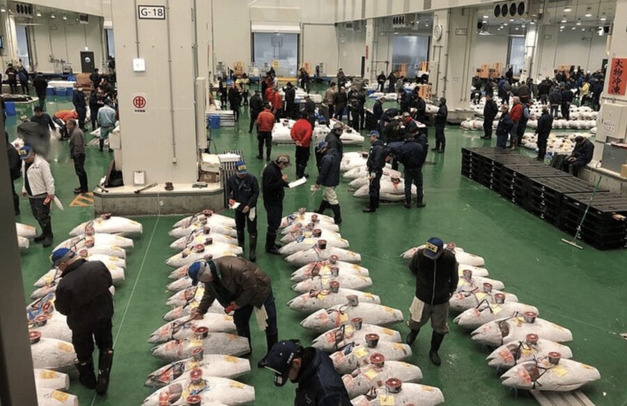 Private Toyosu & Tsukiji Market Adventure with Tuna Auction - Toyosu Market: seafood industry in real time, not a museum