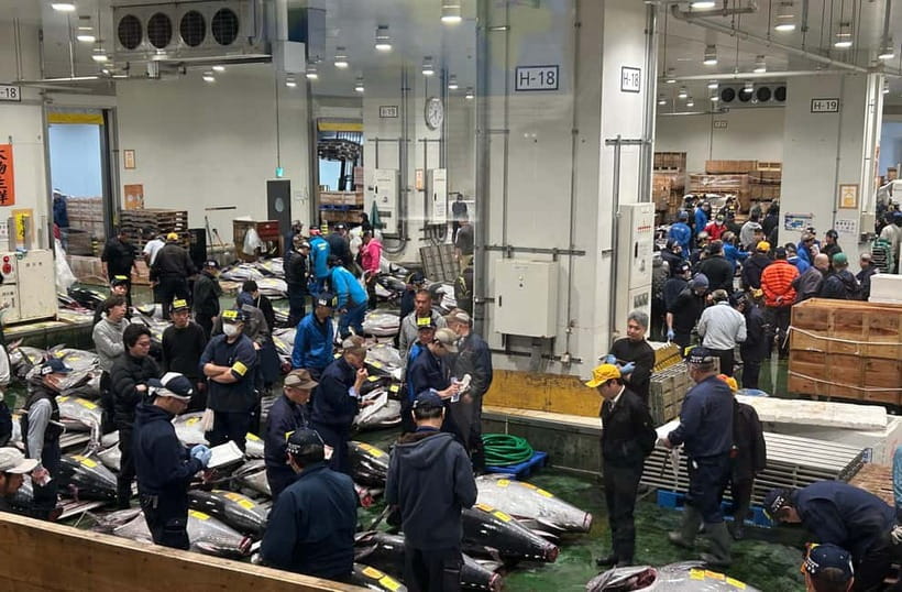 Private Toyosu & Tsukiji Market Adventure with Tuna Auction - The tuna auction viewing: lottery, decks, and what to expect