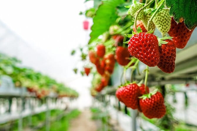 Seasonal Mt. Fuji Scenic Views, Fruit Picking and Ropeway Ride! - Why this Mount Fuji day feels efficient from Shinjuku