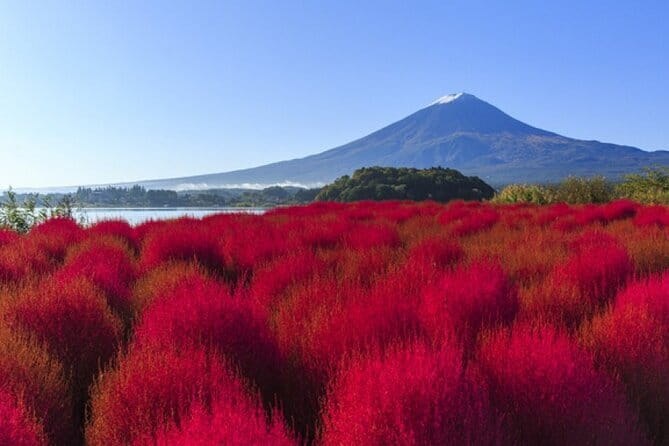 Seasonal Mt. Fuji Scenic Views, Fruit Picking and Ropeway Ride! - Who this tour suits best (and who should skip it)