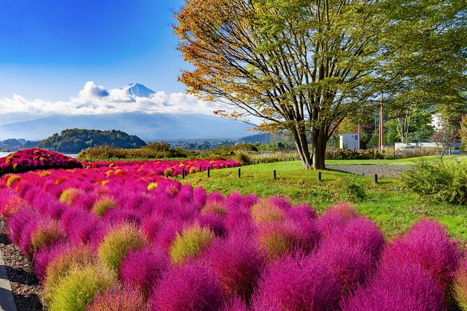 Small Group Tour Mount Fuji and Lake Kawaguchi from Tokyo - A sunrise-style Mount Fuji & Lake Kawaguchi loop from Tokyo