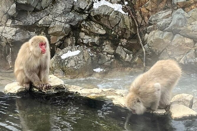 Snow Monkey Nagano Day Tour by Car English Driver in Person Guide - How the day pacing actually works (and why it feels easier)