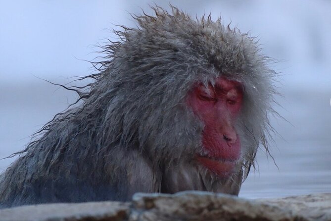 Snow Monkey Nagano Day Tour by Car English Driver in Person Guide - Zenko-ji Temple: a 7th-century anchor in Nagano