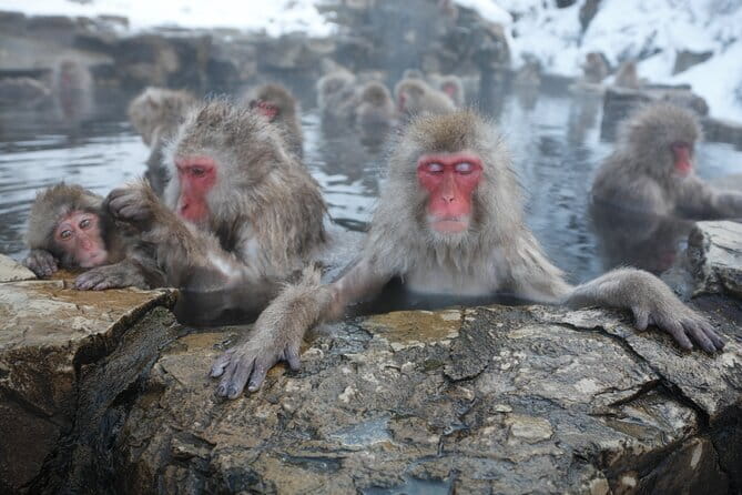 Snow Monkey Park and Miso Production Tour Bullet Train from Tokyo - Quick hits for your Nagano snow monkey day