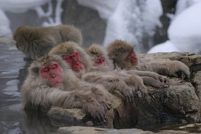 Snow Monkey Park and Miso Production Tour Bullet Train from Tokyo - Obuse-machi at your pace: Hokusai vibes and chestnut time