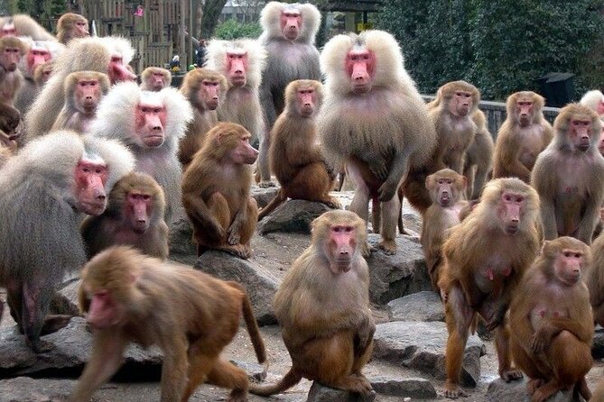 Snow Monkey Park & Zenkoji Temple Nagano Pvt. Full Day Tour. - Tokyo Station to Nagano: a long drive you’ll actually survive