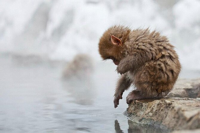 Snow Monkey Park & Zenkoji Temple Nagano Pvt. Full Day Tour. - Enza Café & Ramen stop: a place to reset before the temple