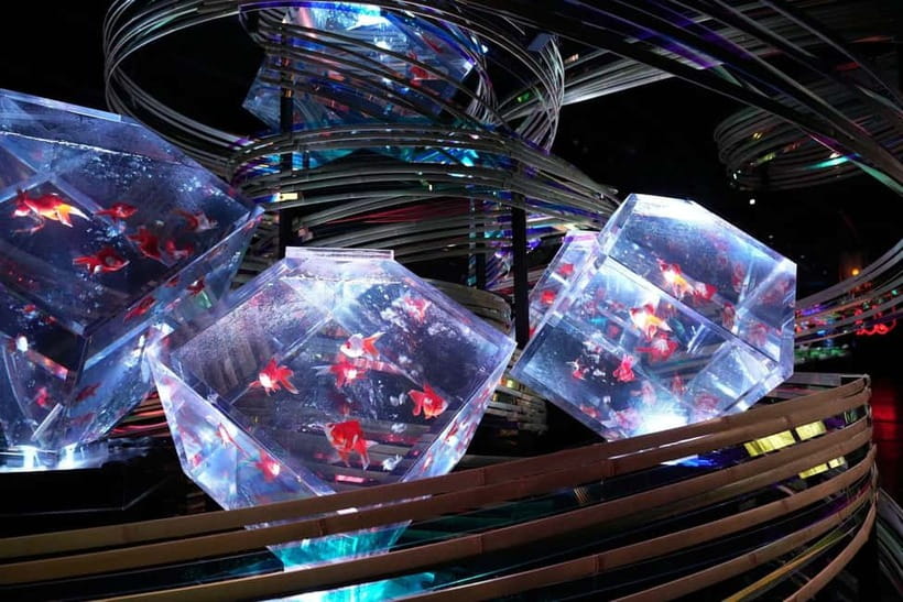 Tokyo: Art Aquarium Museum GINZA Entry Ticket - Key takeaways before you go