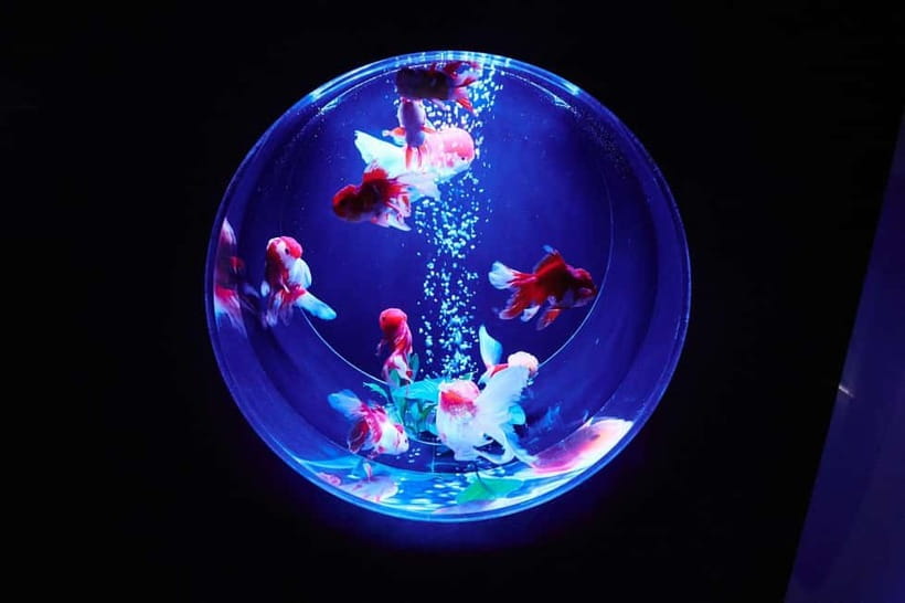 Tokyo: Art Aquarium Museum GINZA Entry Ticket - Ginza Mitsukoshi location and getting there with minimal fuss