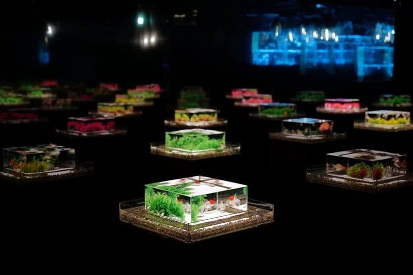 Tokyo: Art Aquarium Museum GINZA Entry Ticket - Light, music, and scent: the sensory design that actually works