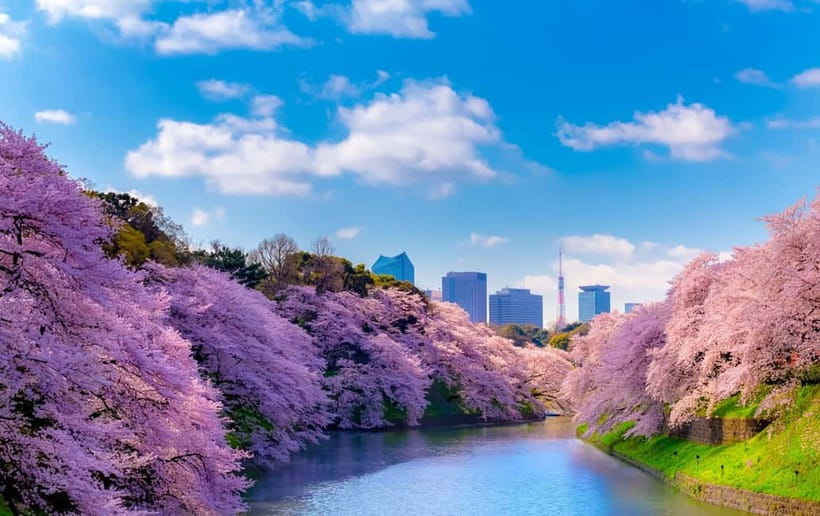 Tokyo Cherry Blossom Express Tour with Boat Ride - Koishikawa, Ueno, Chidorigafuchi: why this order makes sense