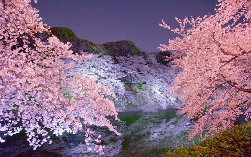 Tokyo Cherry Blossom Express Tour with Boat Ride - Ueno Park: scale, movement, and classic sakura viewing
