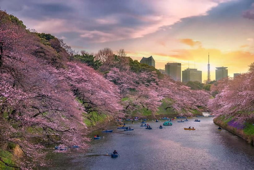 Tokyo Cherry Blossom Express Tour with Boat Ride - Guide style: where the experience becomes more than sightseeing