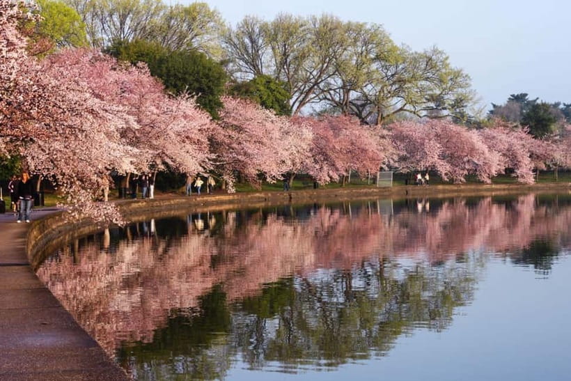 Tokyo Cherry Blossom Express Tour with Boat Ride - Koishikawa Korakuen Garden: a calmer sakura start
