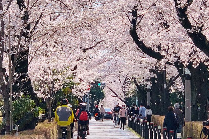 Tokyo Cherry Blossoms blooming spots E-bike Tour, 3hrs - The biggest variable: sakura timing and when plans get adjusted