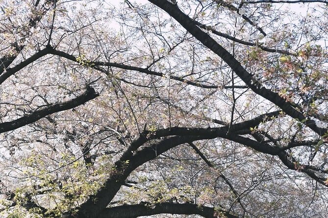 Tokyo City 1-Day Private Tour with Bilingual Driver - Odaiba: Tokyo Bay Views and Indoor Options When You Need a Break