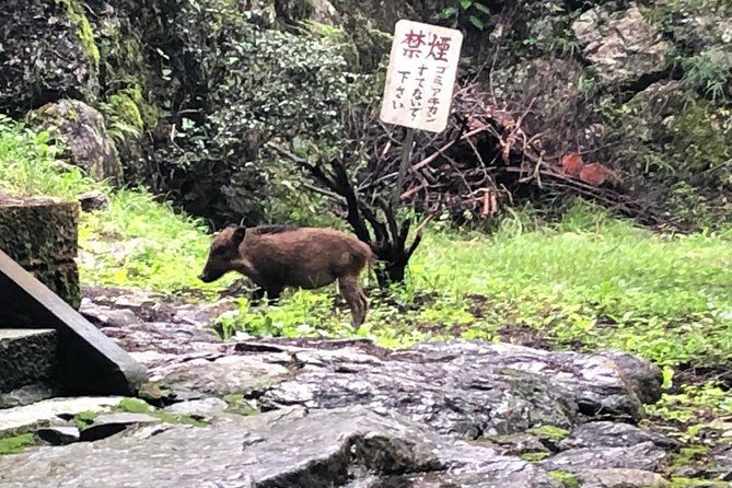 Tokyo Countryside Exploration Private Tour - Ne-no-gongen shrine: healthy legs and mountain views
