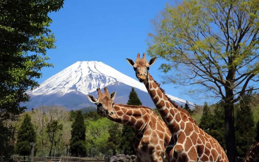 Tokyo:Customizable Private Day Trip to Mt.Fuji & Safari Park - Fuji-area photos feel easier with a private, 10-hour plan