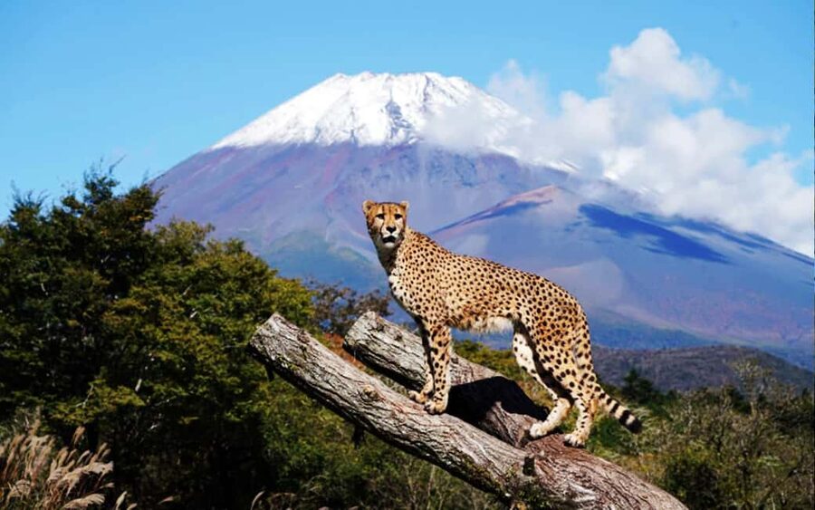 Tokyo:Customizable Private Day Trip to Mt.Fuji & Safari Park - Pickup timing in Tokyo: be early, then don’t stress