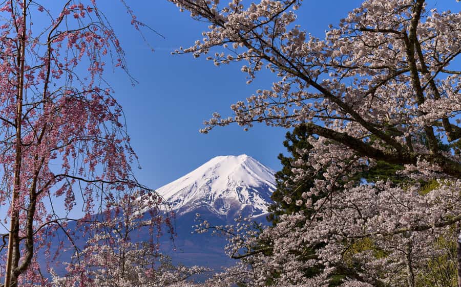 Tokyo day trip -Mount Fuji Private Tour from Tokyo - Oishi Park: a classic lakeside viewpoint mindset
