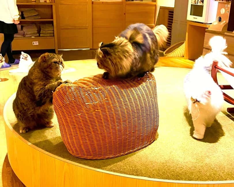 Tokyo: Gotokuji Cat Temple, Shinjuku Cat Cafe & 3D Cat Tour - Who should book, and who should skip