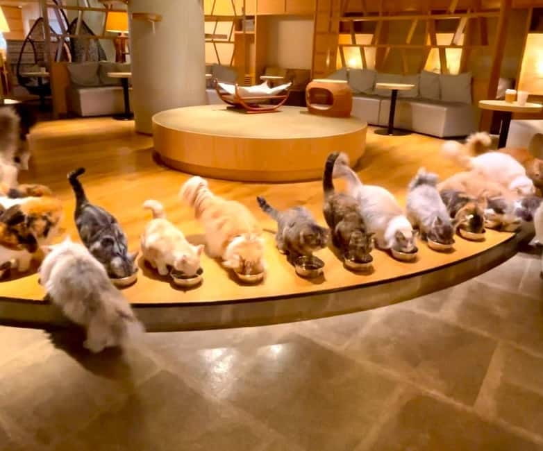Tokyo: Gotokuji Cat Temple, Shinjuku Cat Cafe & 3D Cat Tour - Meeting in Shinjuku East: start where the action is