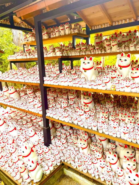Tokyo: Gotokuji Cat Temple, Shinjuku Cat Cafe & 3D Cat Tour - Cat Café Mocha Lounge: the 30-minute reset you’ll actually feel