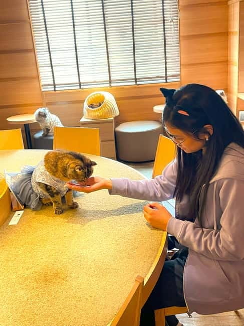 Tokyo: Gotokuji Cat Temple, Shinjuku Cat Cafe & 3D Cat Tour - The Giant 3D Cat photo stop: quick, popular, and timed well