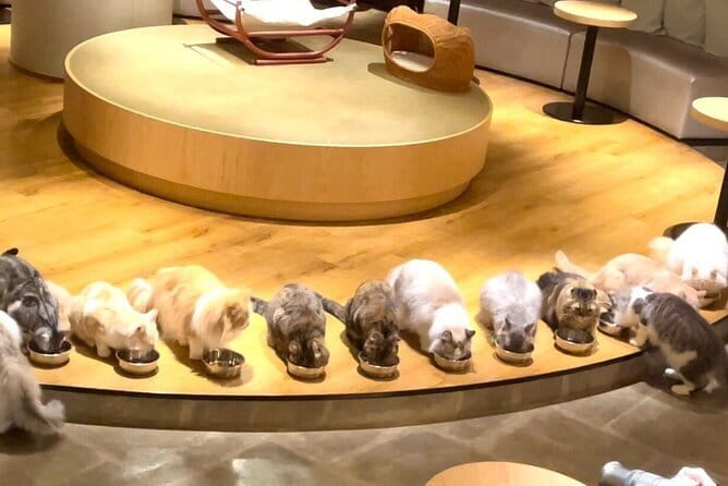 Tokyo: Gotokuji Lucky Cat Temple, Shinjuku Cat Cafe, 3D Giant Cat - Gotokuji shopping street: maneki-neko on every corner