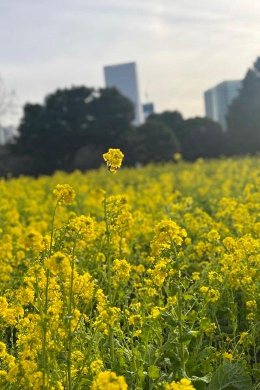 Tokyo: Hama-rikyu Gardens tour with Japanese Tea & Sweets - Who should book this tour (and who might not)