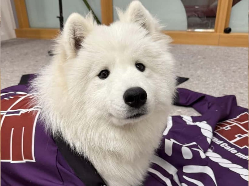 Tokyo Harajuku:30-Minute Samoyed Interaction Experience - Key Points You’ll Care About