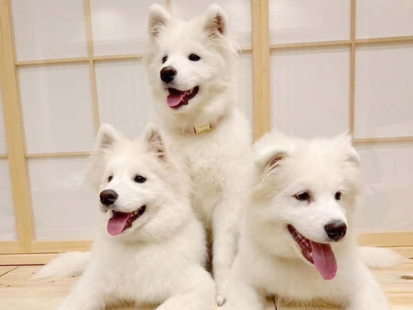 Tokyo Harajuku:30-Minute Samoyed Interaction Experience - Harajuku’s 30-Minute Samoyed Fix: The Idea That Works
