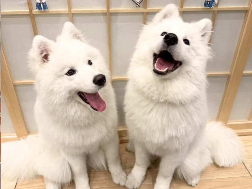 Tokyo Harajuku:30-Minute Samoyed Interaction Experience - Inside Your 30 Minutes: What Happens During the Session