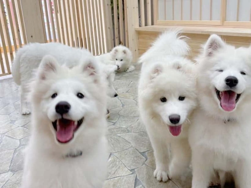 Tokyo Harajuku:30-Minute Samoyed Interaction Experience - The Drinks Upgrade: Why All-You-Can-Drink Helps