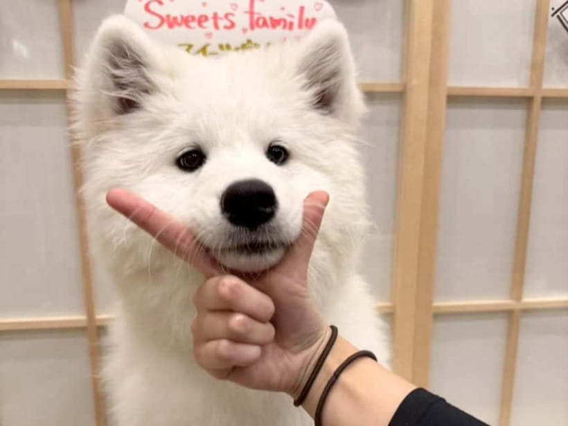 Tokyo Harajuku:30-Minute Samoyed Interaction Experience - Happi Coat Photos and the No-Holding Detail