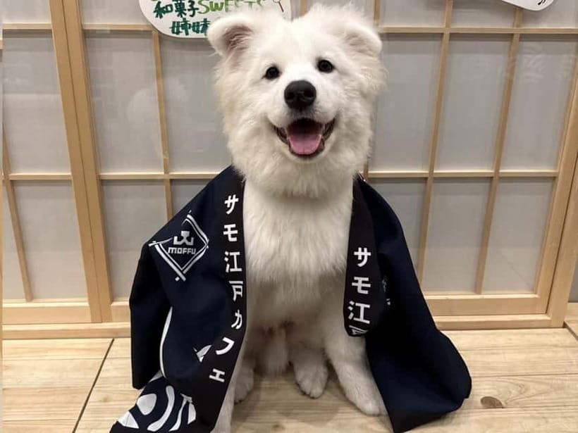 Tokyo Harajuku:30-Minute Samoyed Interaction Experience - Value Check: Is $24 Worth It?