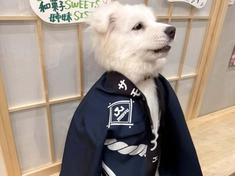 Tokyo Harajuku:30-Minute Samoyed Interaction Experience - Dog Comfort Rules: Why You Might See Fewer Samoyeds