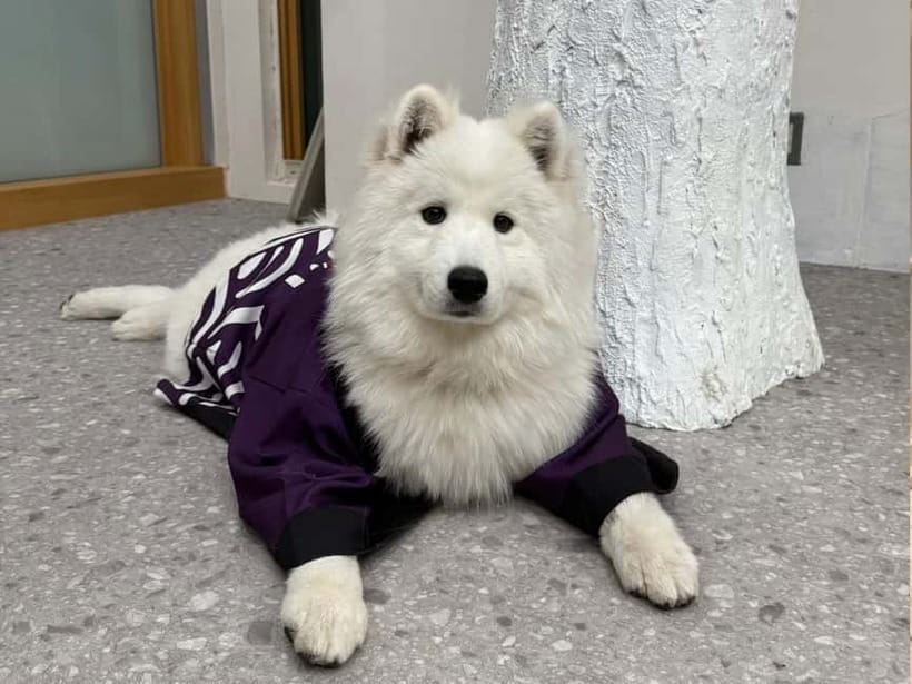 Tokyo Harajuku:30-Minute Samoyed Interaction Experience - Simple Practical Tips Before You Reserve