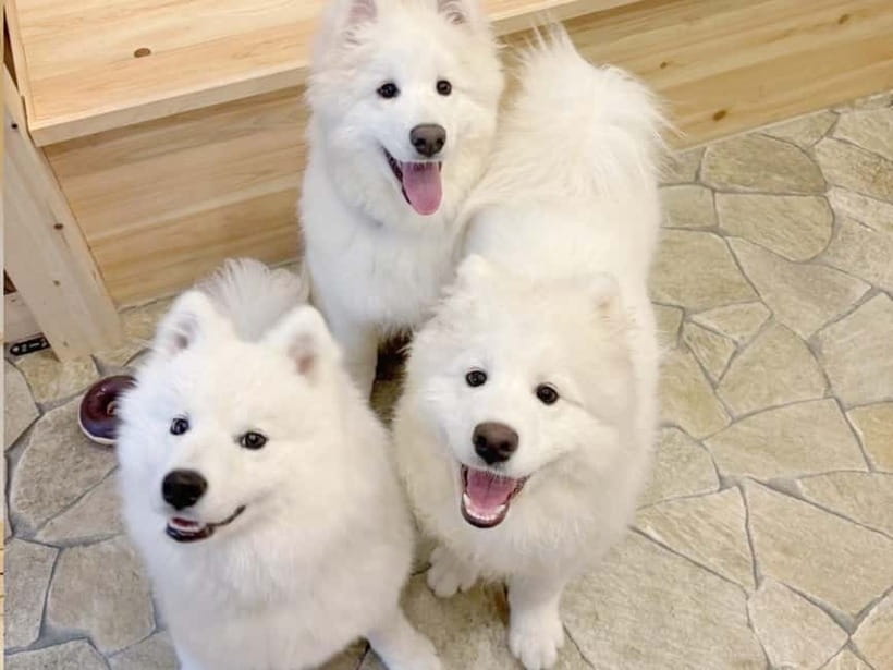 Tokyo Harajuku:30-Minute Samoyed Interaction Experience - Where You Go: Getting to the Meet Point Near Meiji-jingumae