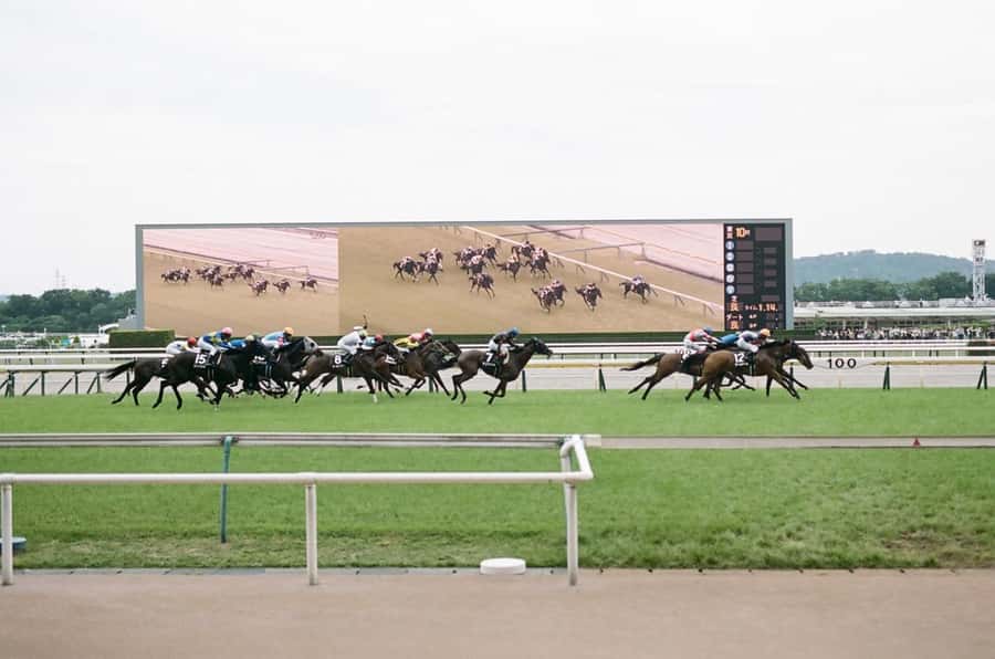 Tokyo: Horse Racing Tour with Local Fan - Getting There on Train: What’s Included and What You Should Bring