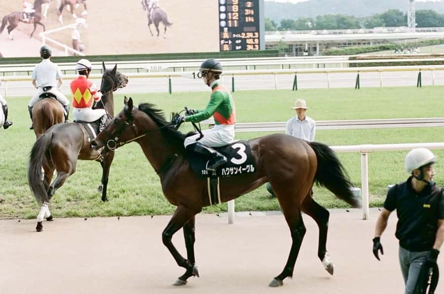 Tokyo: Horse Racing Tour with Local Fan - Race Day Atmosphere: Crowds, Calls, and a Lot of Watching